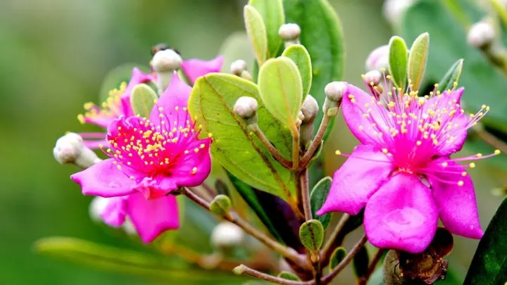 Khám Phá Hình Ảnh Trái Sim Rừng: Đặc Điểm, Phân Loại Và So Sánh Sim Ta Với Sim Tây Cho Người Nuôi Trồng