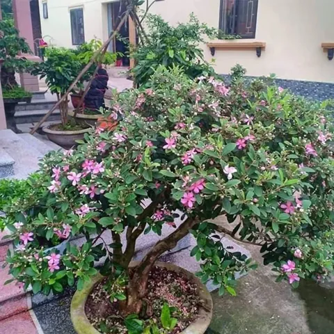 Khám Phá Hình Ảnh Trái Sim Rừng: Đặc Điểm, Phân Loại Và So Sánh Sim Ta Với Sim Tây Cho Người Nuôi Trồng