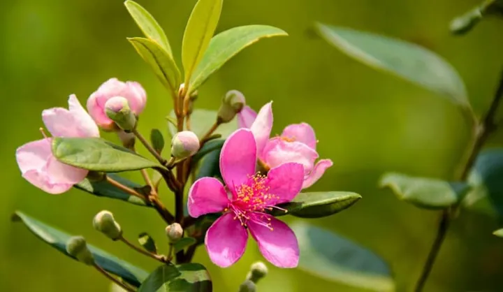 Khám Phá Hình Ảnh Trái Sim Rừng: Đặc Điểm, Phân Loại Và So Sánh Sim Ta Với Sim Tây Cho Người Nuôi Trồng