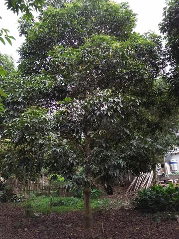 Tổng Hợp Hình Ảnh Trám Đen Chân Thực, Đẹp Nhất: Nhận Diện Quả Ô Lãm, Mộc Uy Tử Theo Đặc Điểm Hình Thái & Gốc Gốc
