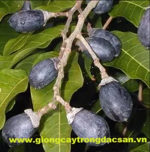 Tổng Hợp Hình Ảnh Trám Đen Chân Thực, Đẹp Nhất: Nhận Diện Quả Ô Lãm, Mộc Uy Tử Theo Đặc Điểm Hình Thái & Gốc Gốc