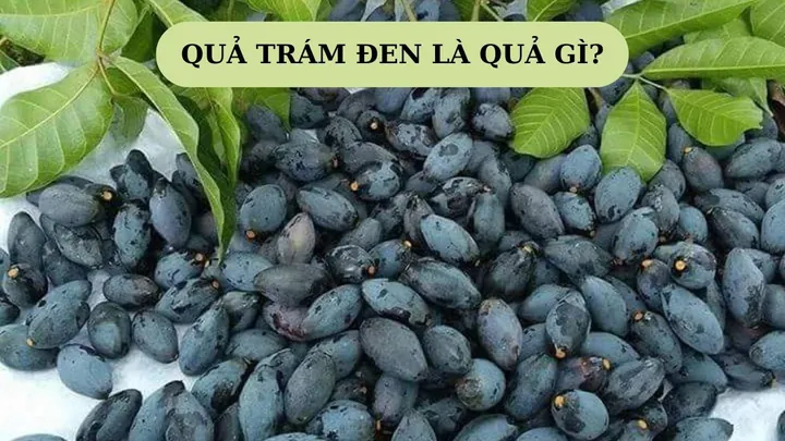 Tổng Hợp Hình Ảnh Trám Đen Chân Thực, Đẹp Nhất: Nhận Diện Quả Ô Lãm, Mộc Uy Tử Theo Đặc Điểm Hình Thái & Gốc Gốc