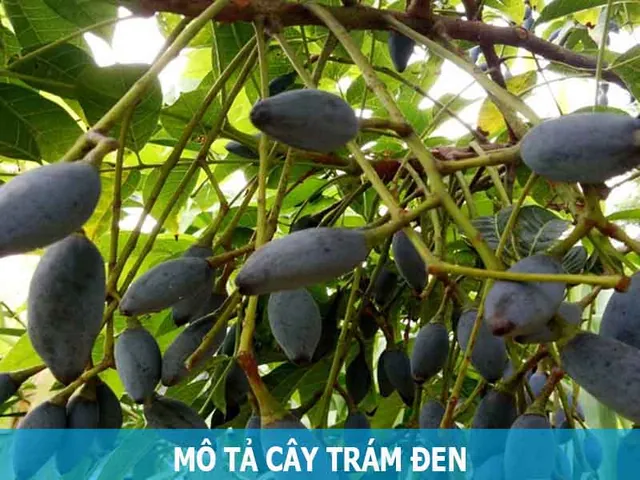 Tổng Hợp Hình Ảnh Trám Đen Chân Thực, Đẹp Nhất: Nhận Diện Quả Ô Lãm, Mộc Uy Tử Theo Đặc Điểm Hình Thái & Gốc Gốc