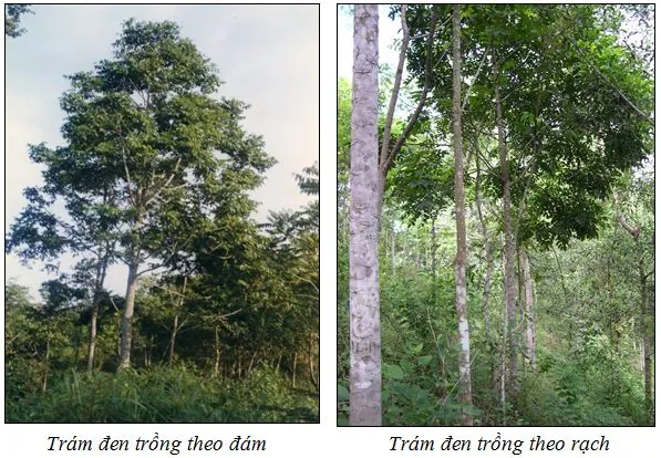 Tổng Hợp Hình Ảnh Trám Đen Chân Thực, Đẹp Nhất: Nhận Diện Quả Ô Lãm, Mộc Uy Tử Theo Đặc Điểm Hình Thái & Gốc Gốc