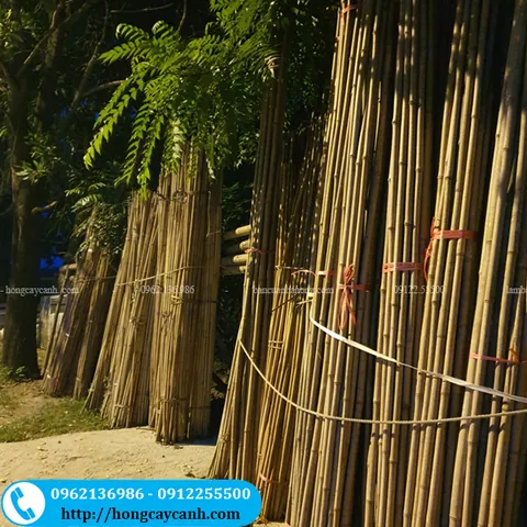 Tải Về & Khám Phá Hình Ảnh Tre Nứa Đẹp, Ý Nghĩa Cho Thiết Kế Xanh