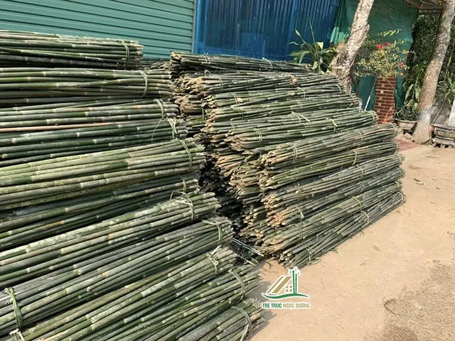 Tải Về & Khám Phá Hình Ảnh Tre Nứa Đẹp, Ý Nghĩa Cho Thiết Kế Xanh