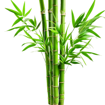 Tải Về & Khám Phá Hình Ảnh Tre Nứa Đẹp, Ý Nghĩa Cho Thiết Kế Xanh