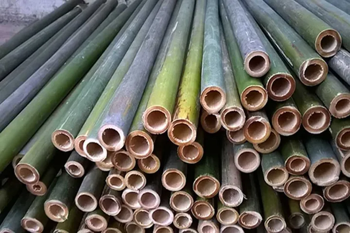 Tải Về & Khám Phá Hình Ảnh Tre Nứa Đẹp, Ý Nghĩa Cho Thiết Kế Xanh
