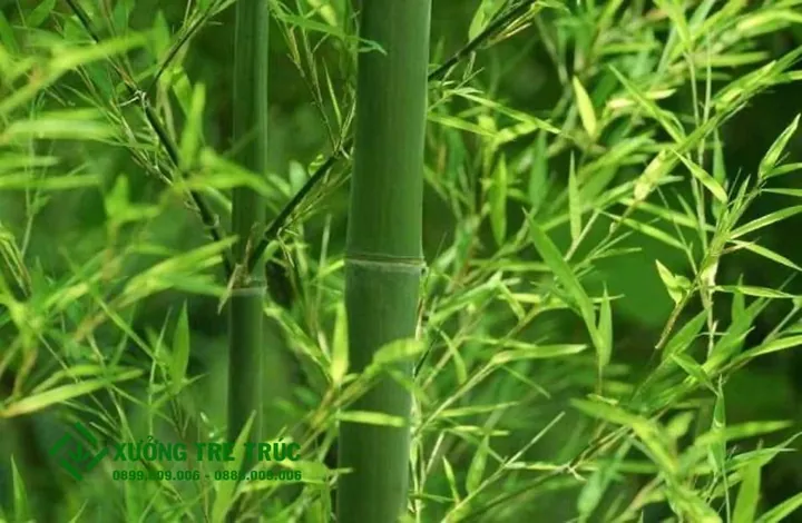 Tải Về & Khám Phá Hình Ảnh Tre Nứa Đẹp, Ý Nghĩa Cho Thiết Kế Xanh