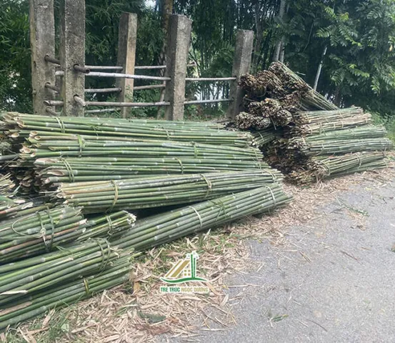 Tải Về & Khám Phá Hình Ảnh Tre Nứa Đẹp, Ý Nghĩa Cho Thiết Kế Xanh