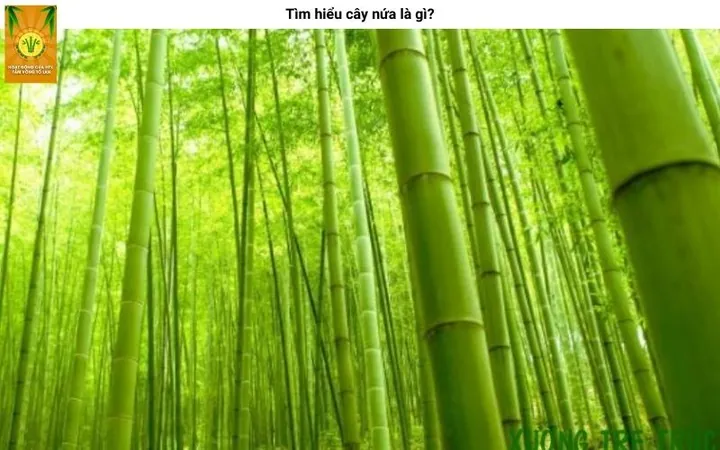 Tải Về & Khám Phá Hình Ảnh Tre Nứa Đẹp, Ý Nghĩa Cho Thiết Kế Xanh