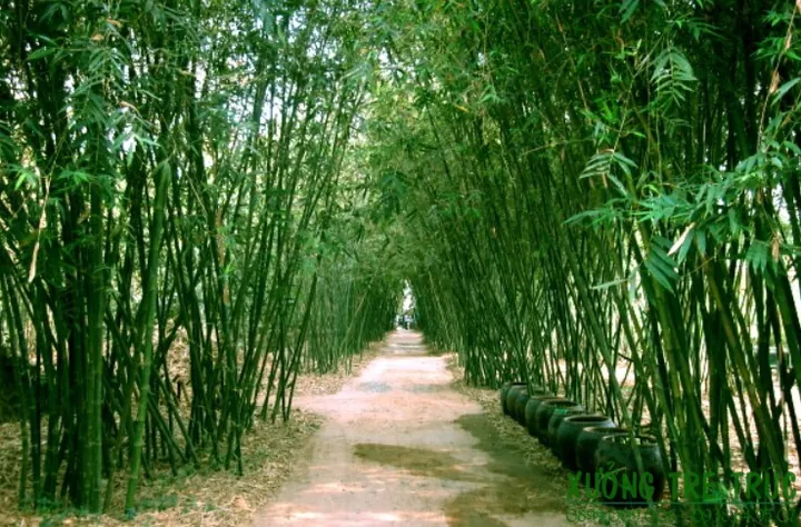 Tải Về & Khám Phá Hình Ảnh Tre Nứa Đẹp, Ý Nghĩa Cho Thiết Kế Xanh
