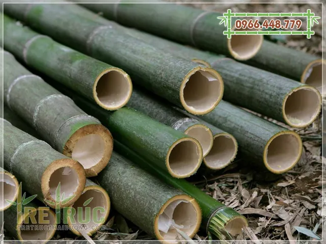 Tải Về & Khám Phá Hình Ảnh Tre Nứa Đẹp, Ý Nghĩa Cho Thiết Kế Xanh