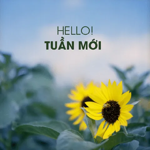 Tải Hình Ảnh Tuần Mới Đẹp Nhất Cho Bạn Bè Và Khách Hàng Miễn Phí Tải Hình Ảnh Tuần Mới Đẹp Nhất Cho Bạn Bè Và Khách Hàng Miễn Phí