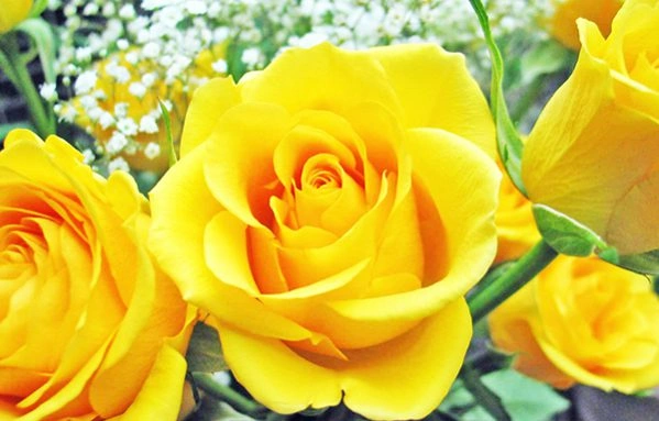 Hình Ảnh Tượng Trưng Cho Sự Thành Công: Bộ Sưu Tập Đầy Đủ Dành Cho Doanh Nhân & Người Đam Mê Phong Thủy
