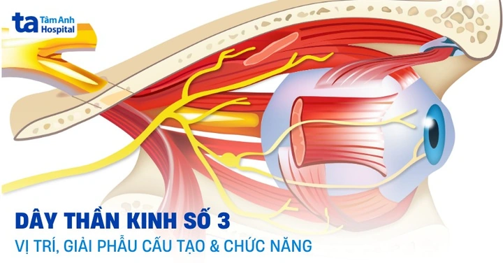 Hình Ảnh U Dây Thần Kinh Số 8: Đánh Giá Triệu Trưng, Nguyên Nhân, Chẩn Đoán & Phương Pháp Điều Trị Dành Cho Bệnh Nhân