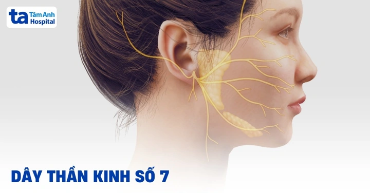 Hình Ảnh U Dây Thần Kinh Số 8: Đánh Giá Triệu Trưng, Nguyên Nhân, Chẩn Đoán & Phương Pháp Điều Trị Dành Cho Bệnh Nhân