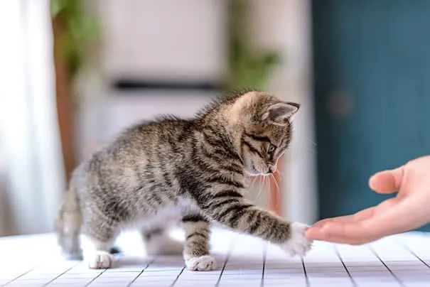 Tải Và Chia Sẻ Hình Ảnh Vật Nuôi Trong Gia Đình Cho Bé Nhận Biết Qua Mẫu Con Chó, Mèo, Gà Tải Và Chia Sẻ Hình Ảnh Vật Nuôi Trong Gia Đình Cho Bé Nhận Biết Qua Mẫu Con Chó, Mèo, Gà