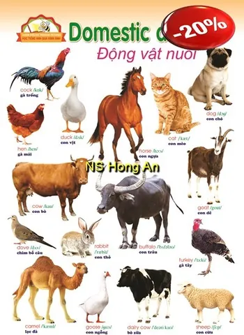 Tải Và Chia Sẻ Hình Ảnh Vật Nuôi Trong Gia Đình Cho Bé Nhận Biết Qua Mẫu Con Chó, Mèo, Gà Tải Và Chia Sẻ Hình Ảnh Vật Nuôi Trong Gia Đình Cho Bé Nhận Biết Qua Mẫu Con Chó, Mèo, Gà