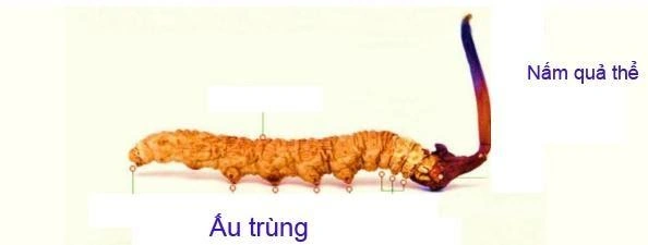 Hình Ảnh Về Đông Trùng Hạ Thảo: Tất Cả Những Điều Bạn Cần Biết (dành Cho Người Muốn Tải, Nhận Biết & Sử Dụng)