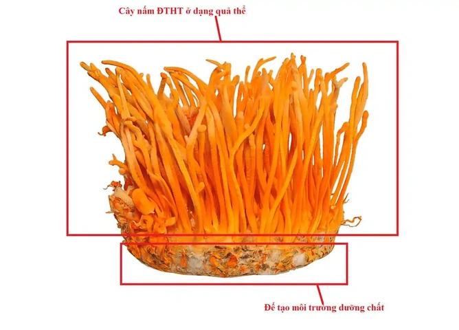 Hình Ảnh Về Đông Trùng Hạ Thảo: Tất Cả Những Điều Bạn Cần Biết (dành Cho Người Muốn Tải, Nhận Biết & Sử Dụng)