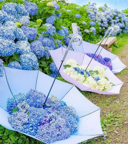 Tải Ngay Hình Ảnh Hoa Cẩm Tú Cầu Đẹp – Bộ Sưu Tập Cao Độ Dành Cho Người Yêu Thiên Nhiên Tải Ngay Hình Ảnh Hoa Cẩm Tú Cầu Đẹp – Bộ Sưu Tập Cao Độ Dành Cho Người Yêu Thiên Nhiên