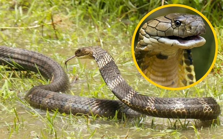 Tải Ngay: “hình Ảnh Rắn Hổ Mang Chúa – Bộ Sưu Tập Đầy Đủ Cho Người Yêu Thiên Nhiên & Nghiên Cứu”