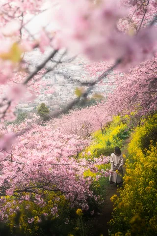 Tải Bộ Hình Ảnh Về Sakura Đẹp Nhất Cho Fan Anime Và Người Yêu Hoa Tải Bộ Hình Ảnh Về Sakura Đẹp Nhất Cho Fan Anime Và Người Yêu Hoa