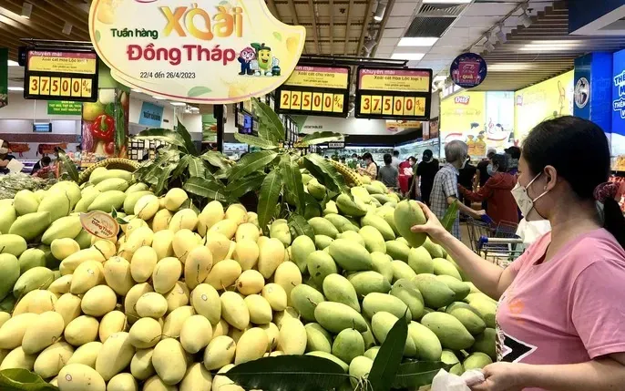 Xem Hình Ảnh Xoài Cát Hòa Lộc Chuẩn Giống Để Phân Biệt Với Xoài Cát Chu Cho Người Mua Quả Tươi