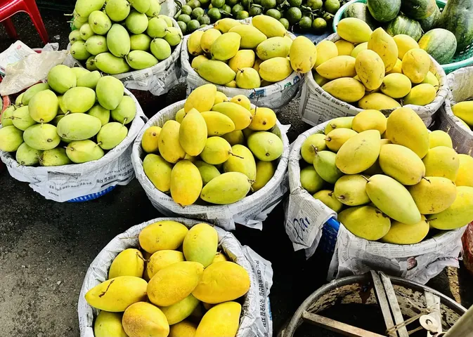 Xem Hình Ảnh Xoài Cát Hòa Lộc Chuẩn Giống Để Phân Biệt Với Xoài Cát Chu Cho Người Mua Quả Tươi
