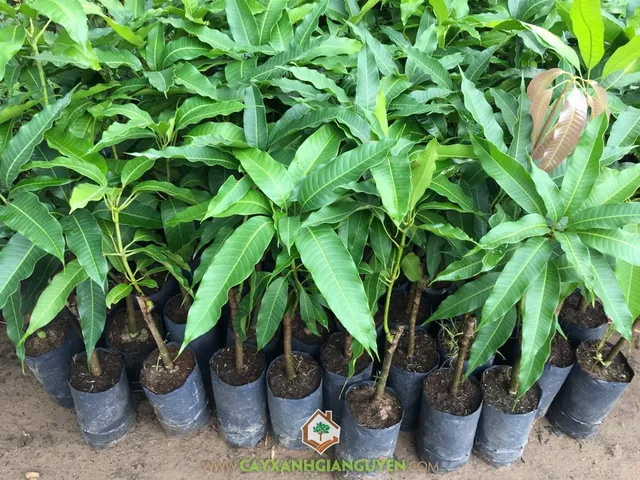 Xem Hình Ảnh Xoài Cát Hòa Lộc Chuẩn Giống Để Phân Biệt Với Xoài Cát Chu Cho Người Mua Quả Tươi