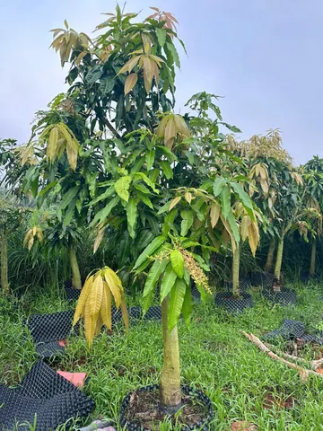 Xem Hình Ảnh Xoài Cát Hòa Lộc Chuẩn Giống Để Phân Biệt Với Xoài Cát Chu Cho Người Mua Quả Tươi