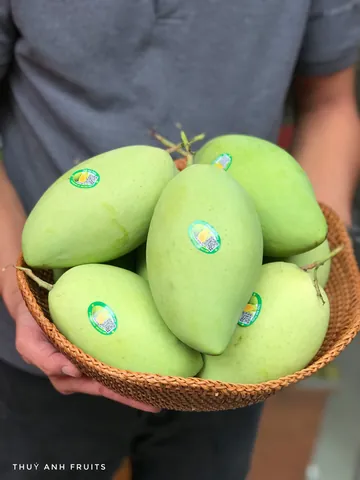Xem Hình Ảnh Xoài Cát Hòa Lộc Chuẩn Giống Để Phân Biệt Với Xoài Cát Chu Cho Người Mua Quả Tươi