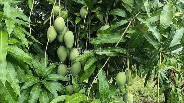 Xem Hình Ảnh Xoài Cát Hòa Lộc Chuẩn Giống Để Phân Biệt Với Xoài Cát Chu Cho Người Mua Quả Tươi