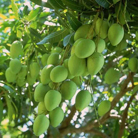 Xem Hình Ảnh Xoài Cát Hòa Lộc Chuẩn Giống Để Phân Biệt Với Xoài Cát Chu Cho Người Mua Quả Tươi