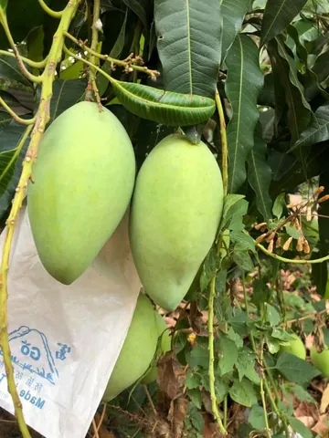 Xem Hình Ảnh Xoài Cát Hòa Lộc Chuẩn Giống Để Phân Biệt Với Xoài Cát Chu Cho Người Mua Quả Tươi