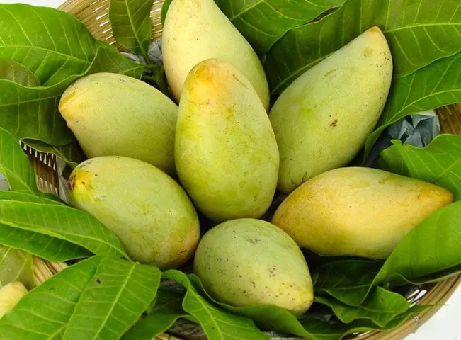 Xem Hình Ảnh Xoài Cát Hòa Lộc Chuẩn Giống Để Phân Biệt Với Xoài Cát Chu Cho Người Mua Quả Tươi