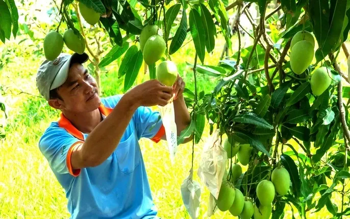 Xem Hình Ảnh Xoài Cát Hòa Lộc Chuẩn Giống Để Phân Biệt Với Xoài Cát Chu Cho Người Mua Quả Tươi