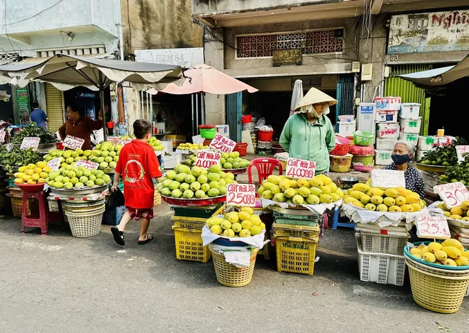 Xem Hình Ảnh Xoài Cát Hòa Lộc Chuẩn Giống Để Phân Biệt Với Xoài Cát Chu Cho Người Mua Quả Tươi