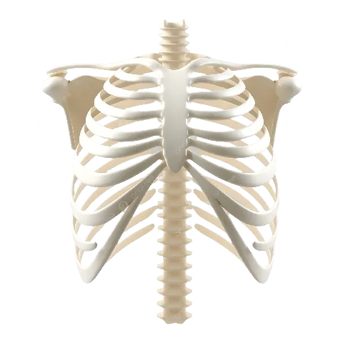Xem Hình Ảnh Xương Sườn Người: Cấu Tạo Lồng Ngực Và Các Loại Xương Sườn Thật Giả Xem Hình Ảnh Xương Sườn Người: Cấu Tạo Lồng Ngực Và Các Loại Xương Sườn Thật Giả