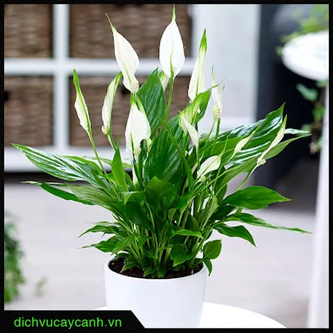 Xem Hình Ảnh Ý Lan: Tổng Hợp Ảnh Danh Ca Từ Thời Trẻ Đến Hiện Tại Cho Người Hâm Mộ Xem Hình Ảnh Ý Lan: Tổng Hợp Ảnh Danh Ca Từ Thời Trẻ Đến Hiện Tại Cho Người Hâm Mộ