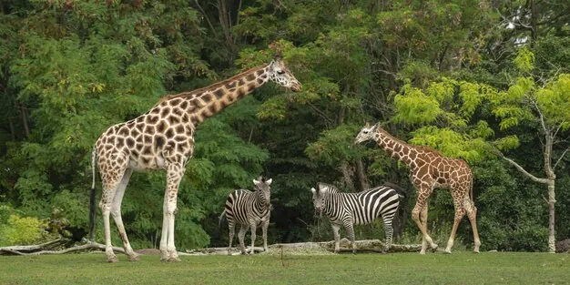 Tải Xuống Tổng Hợp Hình Ảnh Zoo Miễn Phí Bản Quyền Cho Designer: Ảnh, Vector Và Minh Họa Tải Xuống Tổng Hợp Hình Ảnh Zoo Miễn Phí Bản Quyền Cho Designer: Ảnh, Vector Và Minh Họa