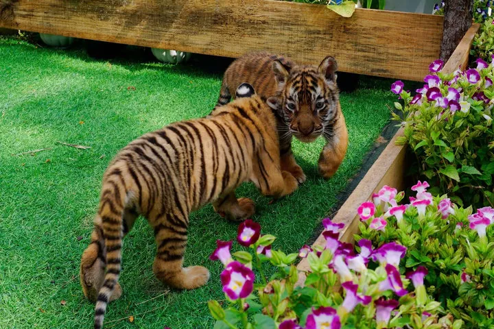 Tải Xuống Tổng Hợp Hình Ảnh Zoo Miễn Phí Bản Quyền Cho Designer: Ảnh, Vector Và Minh Họa Tải Xuống Tổng Hợp Hình Ảnh Zoo Miễn Phí Bản Quyền Cho Designer: Ảnh, Vector Và Minh Họa