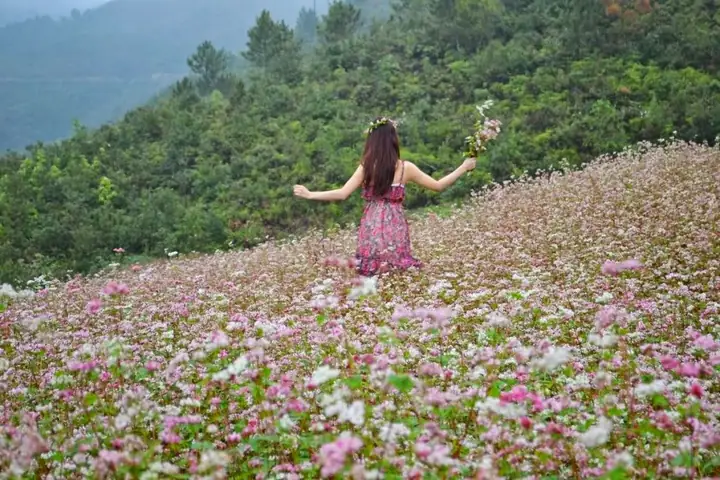 Xác Định Hoa Tam Giác Mạch Nở Mùa Nào Và Tháng Mấy Tại Cao Nguyên Đá Hà Giang Cho Du Khách