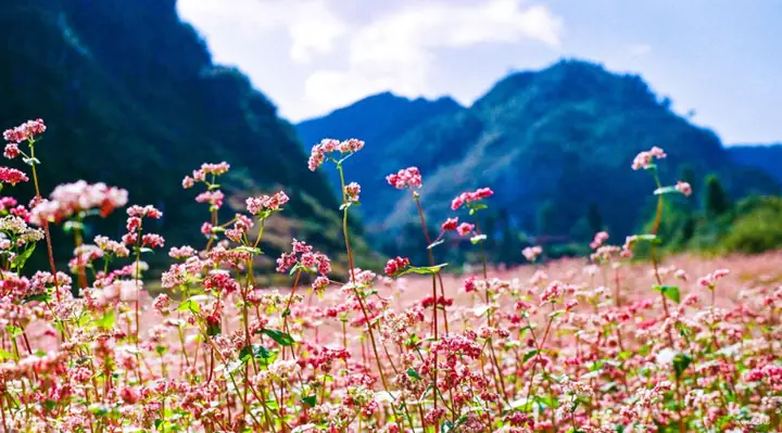 Xác Định Hoa Tam Giác Mạch Nở Mùa Nào Và Tháng Mấy Tại Cao Nguyên Đá Hà Giang Cho Du Khách