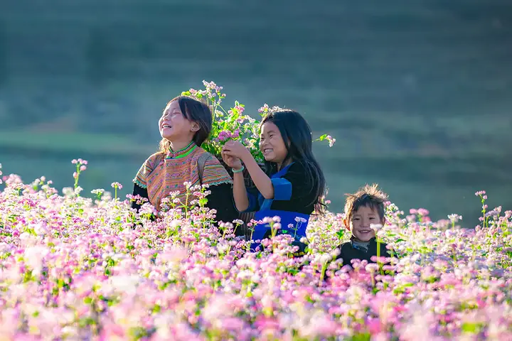 Xác Định Hoa Tam Giác Mạch Nở Mùa Nào Và Tháng Mấy Tại Cao Nguyên Đá Hà Giang Cho Du Khách