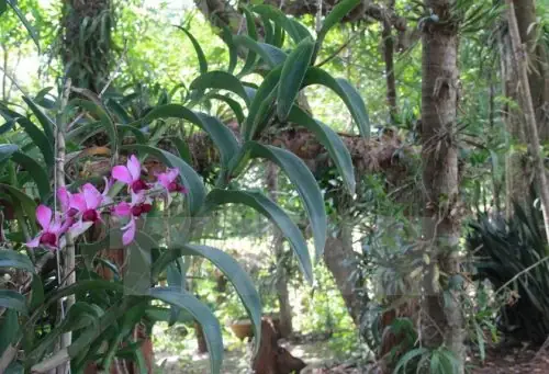 Khám Phá Khu Bảo Tồn Lan Rừng Troh Bư Và Trải Nghiệm Góc Sống Ảo Triệu Like Tại Khu Du Lịch Khám Phá Khu Bảo Tồn Lan Rừng Troh Bư Và Trải Nghiệm Góc Sống Ảo Triệu Like Tại Khu Du Lịch