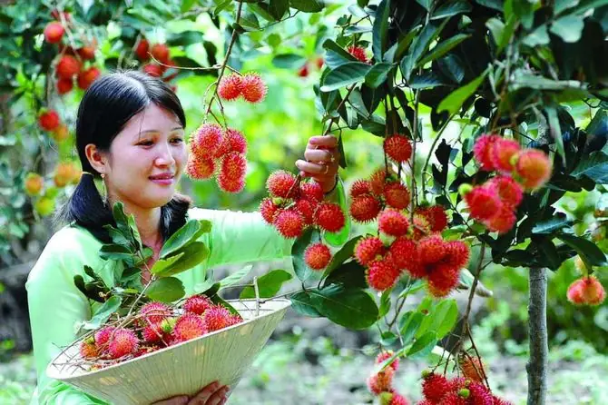 Khám Phá Các Khu Du Lịch Vườn Trái Cây Cần Thơ Nổi Bật Cho Du Khách Yêu Miệt Vườn Khám Phá Các Khu Du Lịch Vườn Trái Cây Cần Thơ Nổi Bật Cho Du Khách Yêu Miệt Vườn