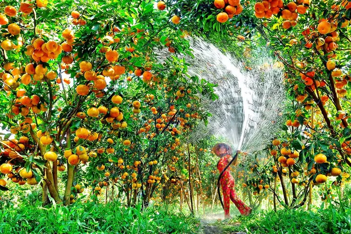 Khám Phá Các Khu Du Lịch Vườn Trái Cây Cần Thơ Nổi Bật Cho Du Khách Yêu Miệt Vườn Khám Phá Các Khu Du Lịch Vườn Trái Cây Cần Thơ Nổi Bật Cho Du Khách Yêu Miệt Vườn