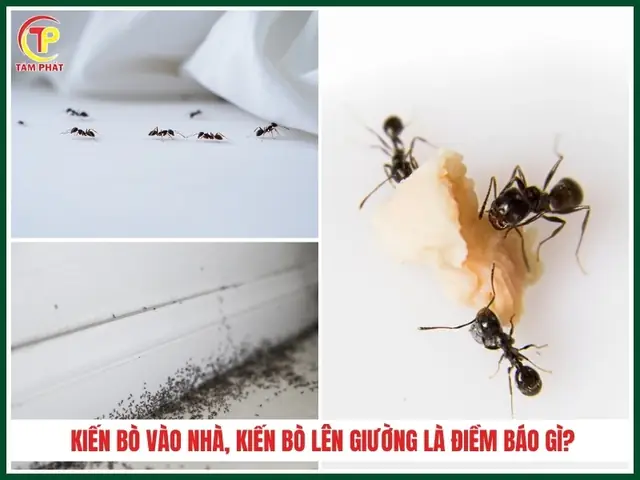 Giải Mã Điềm Báo Kiến Bò Lên Giường: Ý Nghĩa Phong Thủy, Nguyên Nhân Và Cách Đuổi